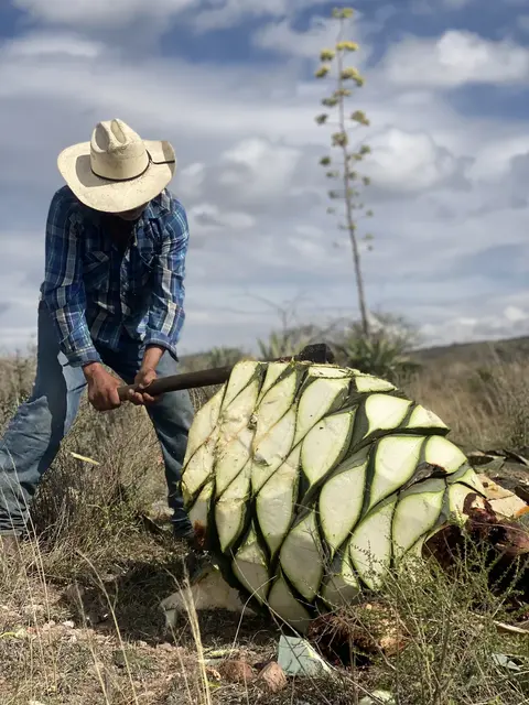 Jimador cortando una piña de agave cenizo silvestre en Nombre de Dios, Durango