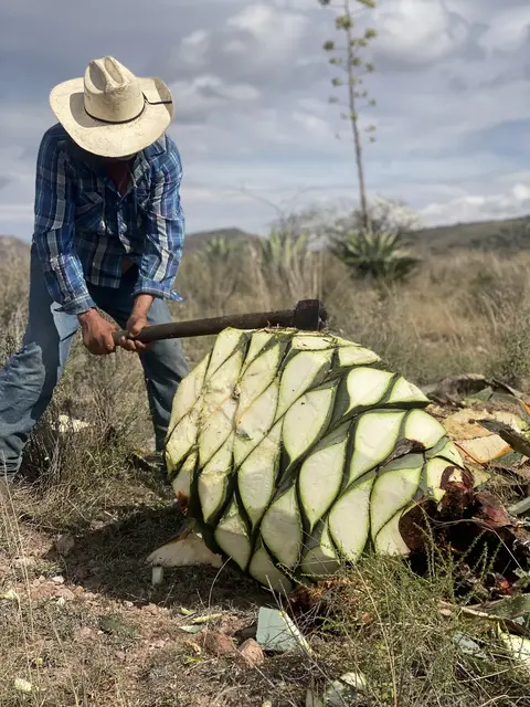 Jimador trabajando una piña de agave silvestre con hacha bajo el cielo de Durango