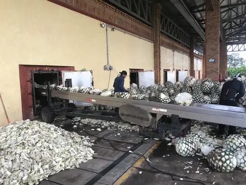Piñas de agave listas para el proceso en la fábrica de mezcal