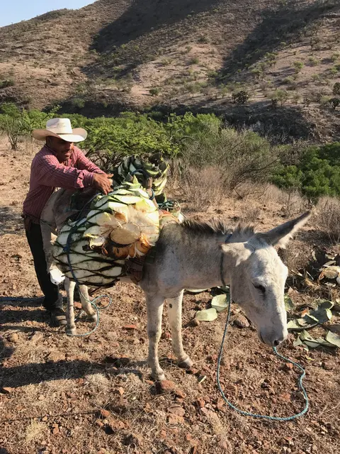 Piñas de agave cargadas en burro en la sierra de Durango