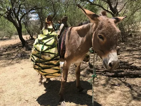 Burro transportando piñas de agave silvestre