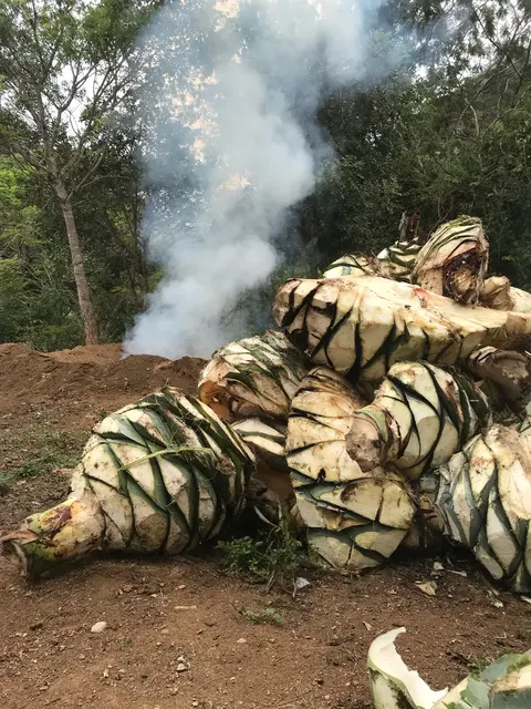 Piñas de agave junto al horno de tierra humeante