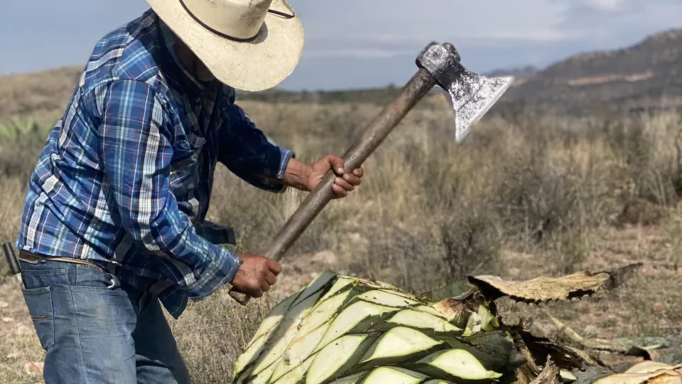 Jimador cortando con hacha una piña de agave cenizo silvestre en el campo de Durango