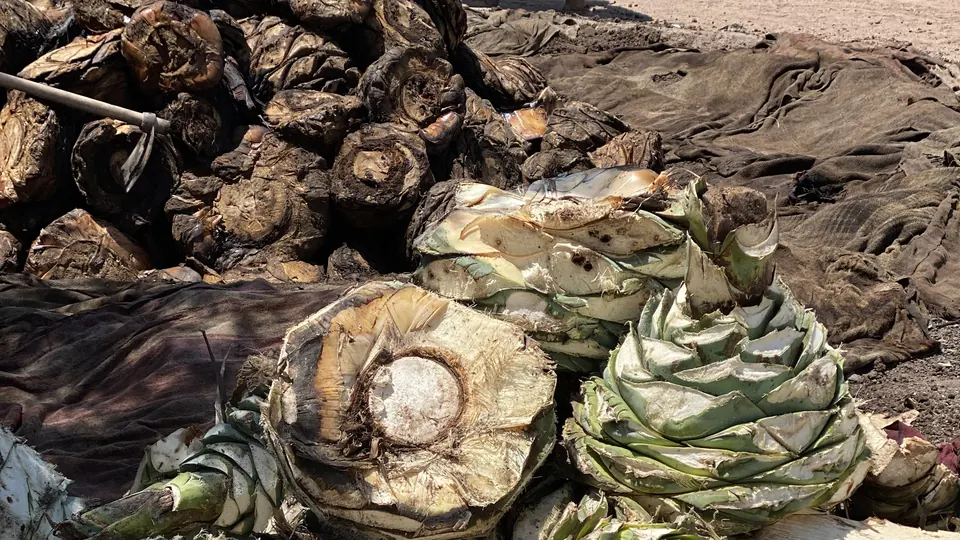Piñas de agave cocidas listas para la molienda a mano